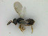  ( - ZMBN_HymA9)  @11 [ ] CreativeCommons - Attribution Non-Commercial Share-Alike (2019) University of Bergen Natural History Collections