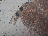  ( - HE-477.1)  @12 [ ] Copyright (2012) Unspecified Unspecified