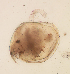  (Ephemeroporus - HE-537.1)  @12 [ ] Copyright (2012) Unspecified Unspecified