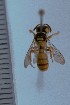  (Cerceris pulchella - SNSF-Eg-116)  @11 [ ] Unspecified (default): All Rights Reserved  Samy M Zalat Nature & Science Foundation