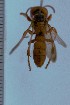  (Cerceris spinipectus - SNSF-Eg-119)  @11 [ ] Unspecified (default): All Rights Reserved  Samy M Zalat Nature & Science Foundation