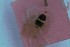  (Cerceris alboatra - SNSF-Eg-128)  @11 [ ] Unspecified (default): All Rights Reserved  Samy M Zalat Nature & Science Foundation