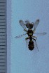  (Cerceris cheops - SNSF-Eg-130)  @11 [ ] Unspecified (default): All Rights Reserved  Samy M Zalat Nature & Science Foundation