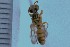  (Cerceris clytia - SNSF-Eg-134)  @11 [ ] Unspecified (default): All Rights Reserved  Samy M Zalat Nature & Science Foundation
