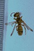  (Cerceris chromatica - SNSF-Eg-135)  @11 [ ] Unspecified (default): All Rights Reserved  Samy M Zalat Nature & Science Foundation