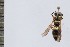  (Ancistrocerus impunctatus - SNSF-Eg-053)  @11 [ ] Unspecified (default): All Rights Reserved  Samy M Zalat Nature & Science Foundation