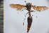  (Delta ensrgnatum - SNSF-Eg-055)  @11 [ ] Unspecified (default): All Rights Reserved  Samy M Zalat Nature & Science Foundation