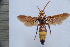  (Scolia erythrocephala - SNSF-Eg-079)  @11 [ ] Unspecified (default): All Rights Reserved  Samy M Zalat Nature & Science Foundation