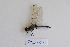  ( - ZOdon081)  @11 [ ] CreativeCommons  Attribution Non-Commercial Share-Alike (2023) Michaela Sonnleitner NHM Vienna