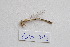  ( - ZOdon093)  @11 [ ] CreativeCommons  Attribution Non-Commercial Share-Alike (2023) Michaela Sonnleitner NHM Vienna