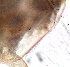  ( - ZPJW34)  @11 [ ] Copyright (2015) PHCDBS PAUL HEBERT CENTRE FOR DNA BARCODING AND BIODIVERSITY STUDIES