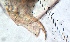  ( - ZPJW34)  @11 [ ] Copyright (2015) PHCDBS PAUL HEBERT CENTRE FOR DNA BARCODING AND BIODIVERSITY STUDIES