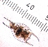  ( - ZPJW43)  @11 [ ] Copyright (2015) PHCDBS PAUL HEBERT CENTRE FOR DNA BARCODING AND BIODIVERSITY STUDIES
