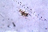  ( - ZPJW43)  @11 [ ] Copyright (2015) PHCDBS PAUL HEBERT CENTRE FOR DNA BARCODING AND BIODIVERSITY STUDIES
