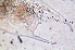  ( - ZPJW43)  @11 [ ] Copyright (2015) PHCDBS PAUL HEBERT CENTRE FOR DNA BARCODING AND BIODIVERSITY STUDIES