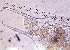  ( - ZPJW43)  @11 [ ] Copyright (2015) PHCDBS PAUL HEBERT CENTRE FOR DNA BARCODING AND BIODIVERSITY STUDIES