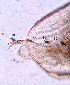  ( - ZPGN23)  @11 [ ] Copyright (2016) PHCDBS PAUL HEBERT CENTRE FOR DNA BARCODING AND BIODIVERSITY STUDIES