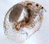  (Indialona - ZPPS8)  @12 [ ] Copyright (2015) PHCDBS Paul Hebert Center for DNA Barcoding and Biodiversity Studies