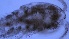  (Acanthocyclops brevispinous - ZOOPS_0027)  @11 [ ] CreativeCommons - Attribution Non-Commercial No Derivatives (2018) Joe Connolly Cornell University