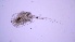  (Eucyclops elegans - ZOOPS_0039)  @11 [ ] CreativeCommons - Attribution Non-Commercial No Derivatives (2018) Joe Connolly Cornell University