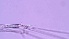  ( - ZOOPS_0039)  @11 [ ] CreativeCommons - Attribution Non-Commercial No Derivatives (2018) Joe Connolly Cornell University