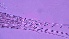  (Microcyclops - ZOOPS_0051)  @11 [ ] CreativeCommons - Attribution Non-Commercial No Derivatives (2018) Joe Connolly Cornell University