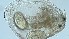  (Chydorus cf. gibbus - ZOOPS_0155)  @11 [ ] CreativeCommons - Attribution Non-Commercial No Derivatives (2018) Joe Connolly Cornell University
