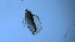  (Latonopsis australis group - ZOOPS_0191)  @11 [ ] CreativeCommons - Attribution Non-Commercial No Derivatives (2019) Joe Connolly Cornell University