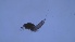 (Attheyella illinoisensis - ZOOPS_0286)  @11 [ ] CreativeCommons - Attribution Non-Commercial No Derivatives (2019) Joe Connolly Cornell University