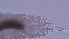  ( - ZOOPS_0290)  @11 [ ] CreativeCommons - Attribution Non-Commercial No Derivatives (2019) Joe Connolly Cornell University