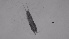  (Canthocamptus staphylinoides - ZOOPS_0304)  @11 [ ] CreativeCommons - Attribution Non-Commercial No Derivatives (2019) Joe Connolly Cornell University