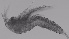  ( - ZOOPS_0305)  @11 [ ] CreativeCommons - Attribution Non-Commercial No Derivatives (2019) Joe Connolly Cornell University