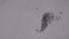  ( - ZOOPS_0348)  @11 [ ] CreativeCommons - Attribution Non-Commercial No Derivatives (2019) Christopher Marhsall Cornell University