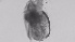  (Ilyocryptus sordidus group - ZOOPS_0377)  @11 [ ] CreativeCommons - Attribution Non-Commercial No Derivatives (2019) Joe Connolly Cornell University