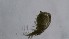  (Ilyocryptus spinosus group - ZOOPS_0473)  @11 [ ] CreativeCommons - Attribution Non-Commercial No Derivatives (2019) Joe Connolly Cornell University