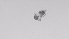  ( - ZOOPS_0491)  @11 [ ] BY-NC-ND (2019) Joe Connolly Cornell University