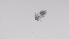  ( - ZOOPS_0491)  @11 [ ] BY-NC-ND (2019) Joe Connolly Cornell University