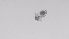  ( - ZOOPS_0491)  @11 [ ] BY-NC-ND (2019) Joe Connolly Cornell University