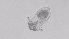  ( - ZOOPS_0491)  @11 [ ] BY-NC-ND (2019) Joe Connolly Cornell University