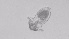  ( - ZOOPS_0491)  @11 [ ] BY-NC-ND (2019) Joe Connolly Cornell University