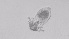  ( - ZOOPS_0491)  @11 [ ] BY-NC-ND (2019) Joe Connolly Cornell University