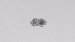  ( - ZOOPS_0493)  @11 [ ] BY-NC-ND (2019) Joe Connolly Cornell University