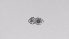  ( - ZOOPS_0493)  @11 [ ] BY-NC-ND (2019) Joe Connolly Cornell University