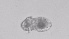  ( - ZOOPS_0493)  @11 [ ] BY-NC-ND (2019) Joe Connolly Cornell University