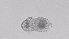  ( - ZOOPS_0493)  @11 [ ] BY-NC-ND (2019) Joe Connolly Cornell University