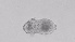  ( - ZOOPS_0493)  @11 [ ] BY-NC-ND (2019) Joe Connolly Cornell University