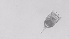  ( - ZOOPS_0501)  @11 [ ] BY-NC-ND (2019) Joe Connolly Cornell University