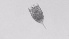  ( - ZOOPS_0504)  @11 [ ] BY-NC-ND (2019) Joe Connolly Cornell University