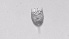  ( - ZOOPS_0505)  @11 [ ] BY-NC-ND (2019) Joe Connolly Cornell University