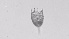  ( - ZOOPS_0505)  @11 [ ] BY-NC-ND (2019) Joe Connolly Cornell University